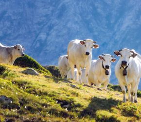 White piedmontese breed cows in the meadows of a mountain pasture on the Maritime Alps (Piedmont, Italy)