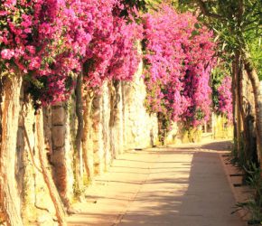 Beautiful narrow stone alley with tropical plants and bright red flowers in summer at resort of Italy in Europe